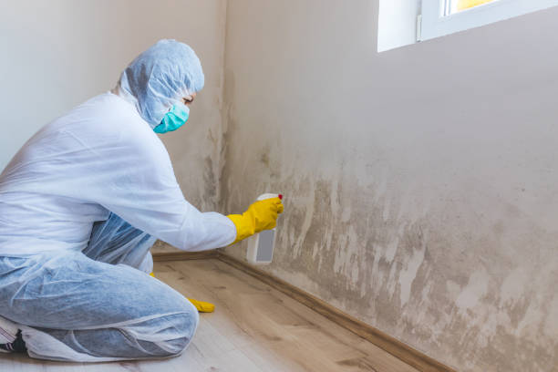 Licensed Black Mold Removal service in South Elgin, IL - WQB Mold Removal