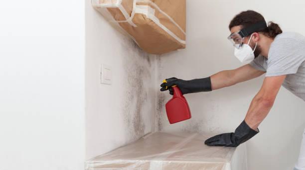 Professional Black Mold Removal technician working in South Elgin, IL