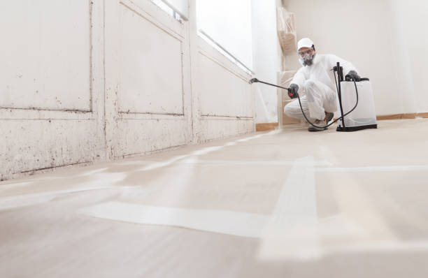 24/7 Emergency Black Mold Removal experts in South Elgin, IL