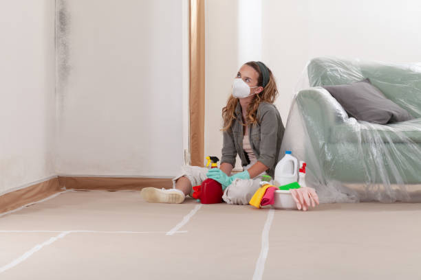 Reliable Black Mold Removal contractor in South Elgin, IL by WQB Mold Removal