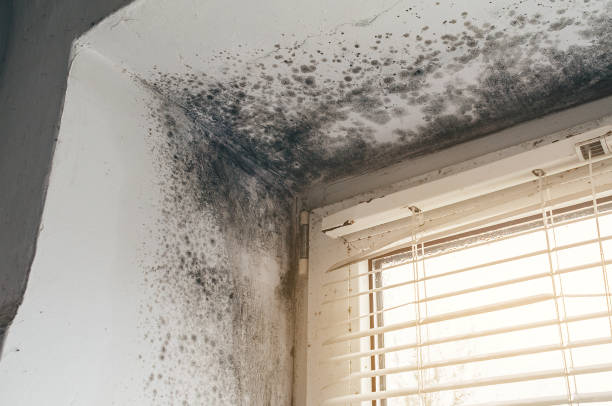 Affordable Black Mold Removal solutions in South Elgin, IL